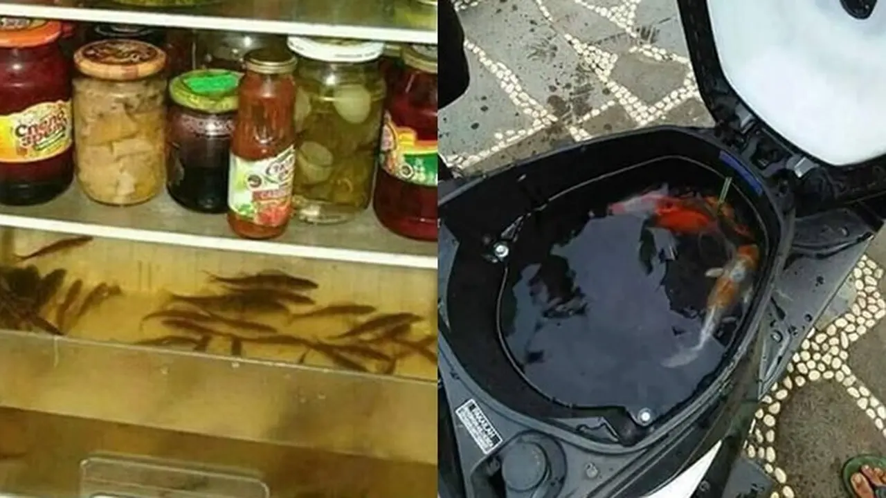 6 Akuarium Low Budget Ini Absurd Banget, Enggak Habis Pikir