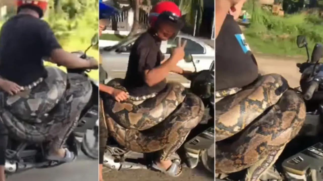 Viral Pengendara Motor Ini Bawa Ular Piton di Pinggang, Beratnya Diduga 200 Kilogram
