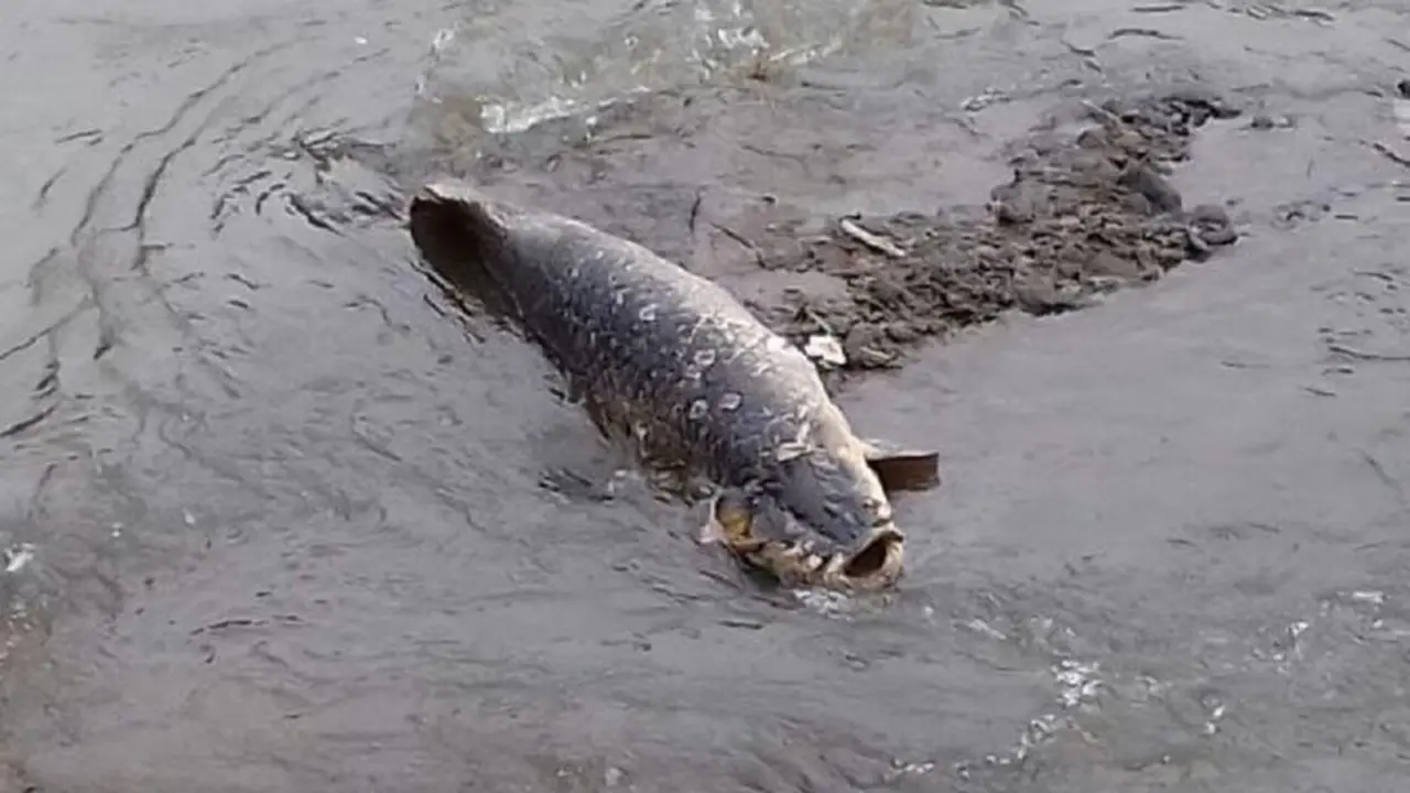 20151129-Warga Bogor-Dihebohkan Penemuan Ikan 'Raksasa'-Kali Ciliwung-Bogor