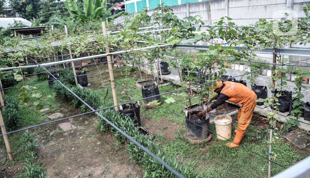 Wagiman (40), petugas Penanganan Prasarana dan Sarana Umum (PPSU) Kelurahan Pondok Kopi melakukan perawatan kebun anggur di kawasan Rawa Jaya, Kecamatan Duren Sawit, Jakarta Timur, Senin (6/6/2022). Kebun yang dikelola sejak awal 2021 tersebut saat ini telah membudidayakan sekitar 15 jenis tanaman anggur, baik impor maupun lokal. (merdeka.com/Iqbal S. Nugroho)