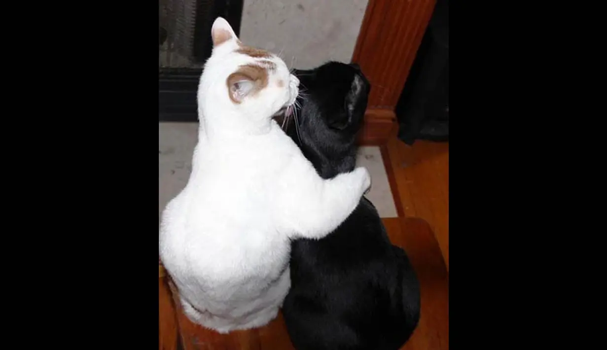 Kucing putih ini tampak berpelukan dengan pasangannya, kira-kira kucing ini sedang jatuh cintakah? (Bajiroo.com)