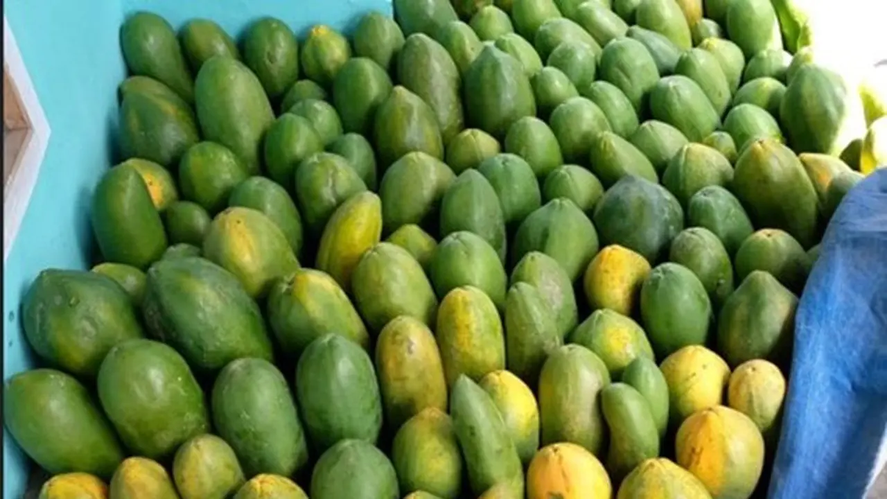 Kisah Petani Pepaya Raup Omzet Rp36 Juta Per Bulan Berkat Pinjaman Ultra Mikro BRI