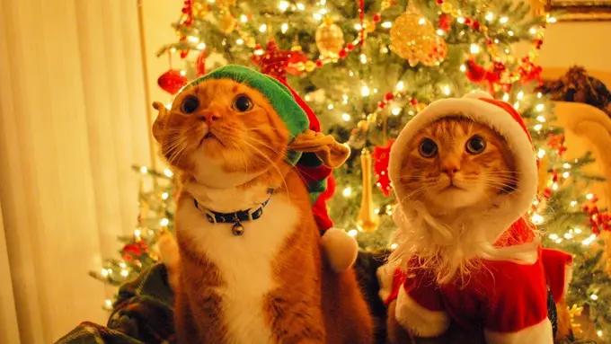 8 Potret Menggemaskan Para Binatang Saat Merayakan Natal  