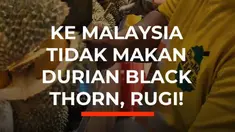Kalau ke Malaysia dan belum mencicipi Durian Black Thorn, rasanya ada yang kurang!

Buat pencinta durian, Makan Durian di Malaysia bukan cuma soal Musang King. Ada juga Durian Black Thorn, salah satu durian premium yang dikenal dengan rasa bold, kaya, dan kompleks.

Dagingnya berwarna oranye keem...