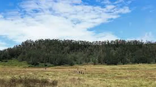 Padang Savana Dieng