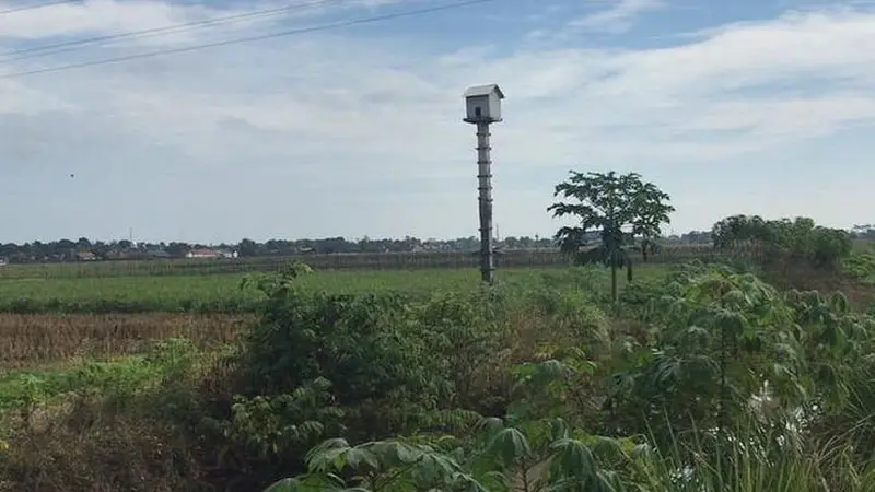 Beberapa kelompok tani memanfaatkan burung hantu sebagai pemangsa hama tikus. (Dok Kementan)