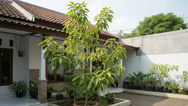 Cara Menanam Alpukat di Halaman Rumah