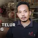 Harga Telur Tak Kunjung Membaik, Peternak Mengeluh