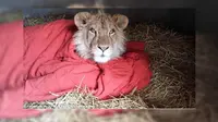 Kisah Unik Singa yang Tak Bisa Tidur Tanpa Selimut Merahnya