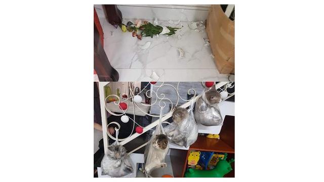 Kucing lucu (Sumber: Twitter/@twitkocheng)