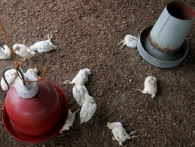 Sejumlah ayam yang mati terkena wabah virus flu burung, di peternakan di desa Modeste, Pantai Gading, Afrika Barat, Jumat (14/8/2015). Pemerintah setempat mengumumkan bahwa virus H5N1 telah menyebar ke tiga wilayah di negaranya. (REUTERS/Luc Gnago)