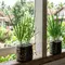 Top 3 Hot: Cara Menanam Daun Bawang di Rumah hingga Ide Desain Rumah Gen Z dan Milenial