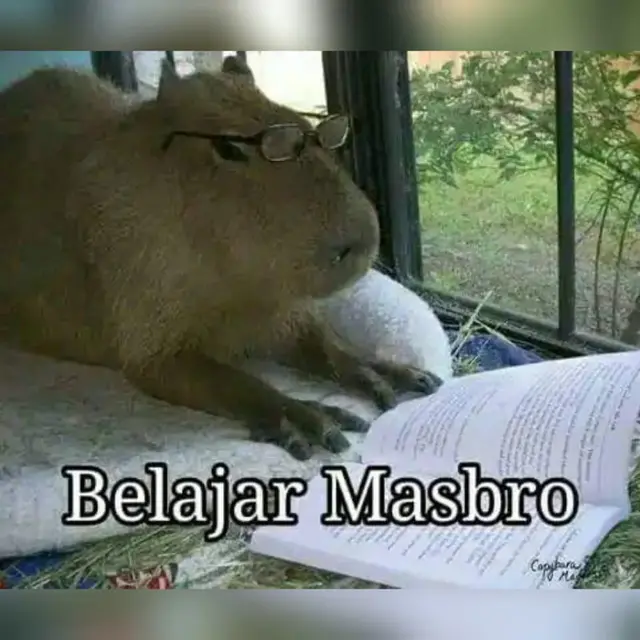 7 Meme Kocak Hewan Kapibara yang Dijuluki Mas Bro oleh Netizen Ini Imut Saat Cosplay