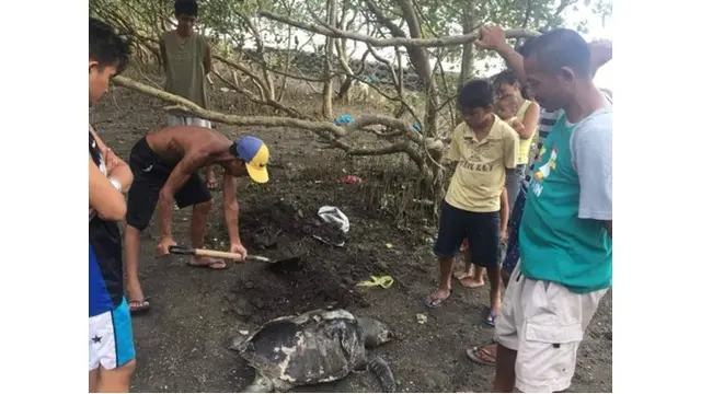 Potret Kondisi Penyu Saat Ditemukan Mati Ini Bikin Miris
