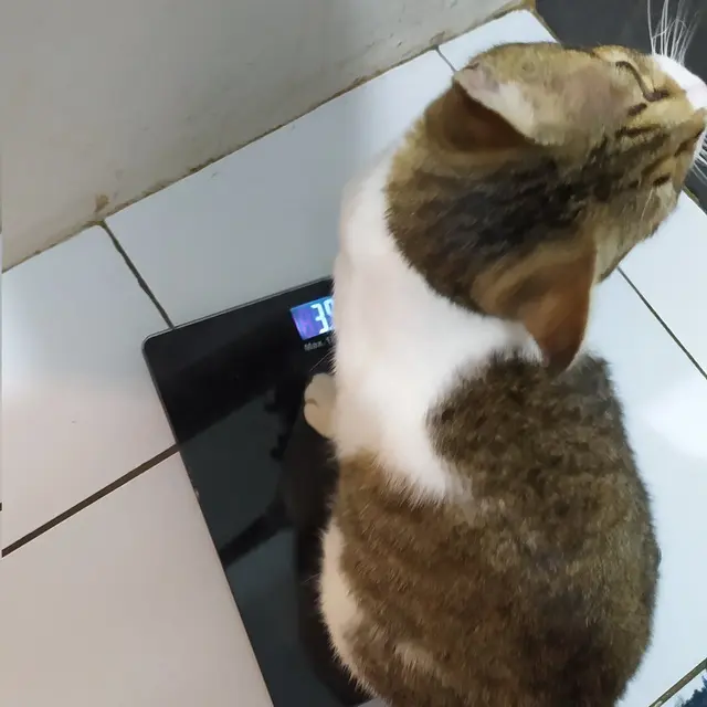 6 Potret Kucing Timbang Berat Badan Ini Kocak, BB Naik karena Banyak Makan
