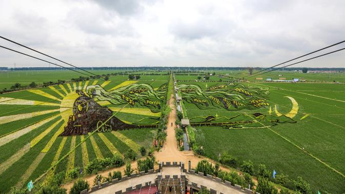 Foto udara gambar kereta api yang dibuat dengan menggunakan varietas padi yang berbeda terlihat di sebuah sawah di Shenyang, provinsi Liaoning, China, 24 Juni 2020. Saat ini pembuatan karya lukis di sawah sudah menjadi tradisi para petani di daerah tersebut. (STR/AFP)