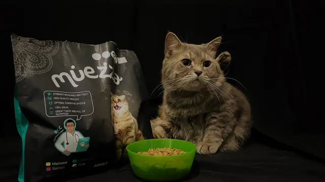 Ada Kucing di Rumah, Hati-hati Jangan Sampai Terjadi Kecelakaan Ini Ya!