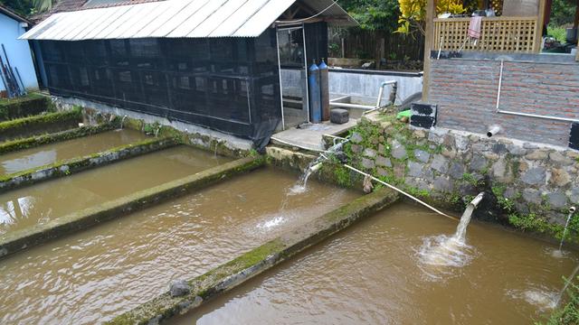 Keruhnya Sungai Prukut menyebabkan sentra pembudidayaan ikan dewa atau Tambra di Karang Tengah, Cilongok, Banyumas lumpuh total. (Foto: Liputan6.com/Muhamad Ridlo).