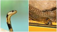 Perbedaan King Cobra dengan Ular Kobra (Sumber: Pixabay)