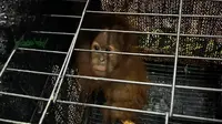 Orangutan selamat dari upaya perdagangan satwa dilindungi