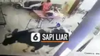 vertical sapi