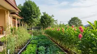 10 Ide Kebun Sayur Samping Rumah Agar Tidak Jadi Sarang Nyamuk, Anti Genangan &amp; Harum Alami