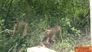Citizen6, Sumatera: Dua ekor monyet berebutan makanan yang diberikan oleh pengunjung berupa pisang, kacang, atau kue bolu untuk menarik perhatian. (Pengirim: Chairuddin)