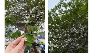 Pelajari cara merebus daun kersen untuk menurunkan kolesterol dan asam urat. Daun kersen mengandung zat aktif yang bermanfaat untuk mengatur kadar kolesterol jahat dan asam urat dalam tubuh. (Foto: Dokumentasi Pribadi @hallidii)