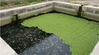 Panduan Budidaya Azolla untuk Alternatif Pakan Ikan, Tingkatkan Untung Peternak