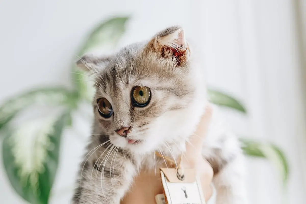 Arti Mimpi Dicakar Kucing