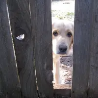 Keramahan dan perjuangan para anjing ini wajib diberi acungan jempol!