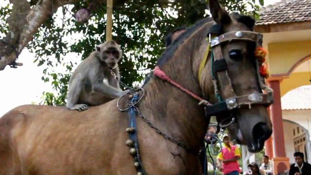 6 Potret Nyeleneh Monyet Naik Punggung Hewan Lain Bikin Geleng Kepala
