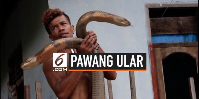 VIDEO: Aksi Berani Warga Kampar Bermain Dengan 2 King Kobra