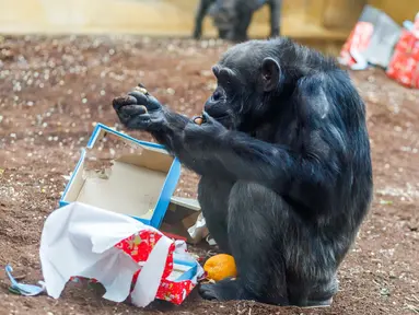 Seekor simpanse membuka kado hadiah Natal berisi buah dan kacang yang diberikan pihak kebun binatang di Hanover, Jerman, Selasa (19/12). Beragam reaksi muncul saat binatang penghuni kebun binatang itu menerima kado. (PHILIPP VON DITFURTH/DPA /AFP)