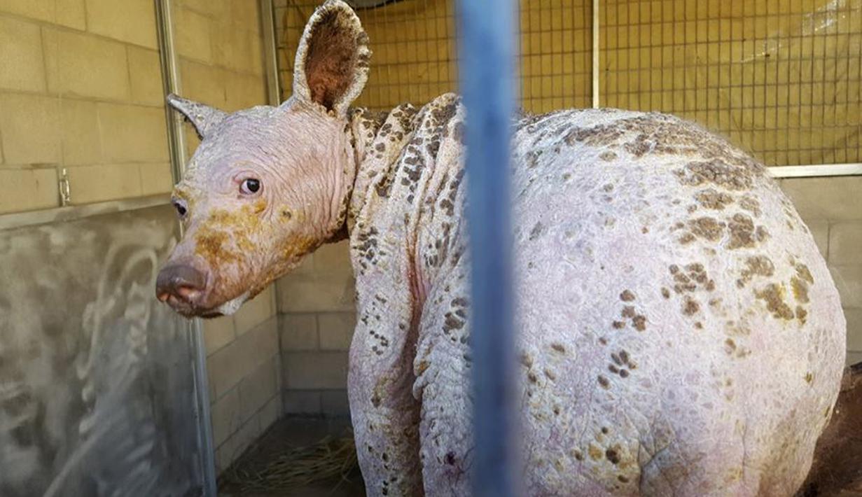 Beruang tanpa bulu ditemukan oleh warga di San Diego, Amerika Serikat. Fund for Animals Wildlife yang tertarik dengan beruang tanpa bulu itu mengambil hak asuh atas hewan malang yang diberi nama Hawa itu pada 24 desember 2017. (twitter.com/HumaneSociety)