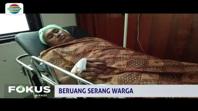 Warga di Kabupaten Empat Lawang, Sumatra Selatan, digegerkan dengan dua ekor beruang madu yang menyerang petani karet.