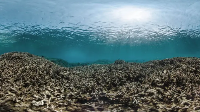 'Wajah' Koral yang Tengah Jadi Ancaman Kehilangan Terbesar Bumi