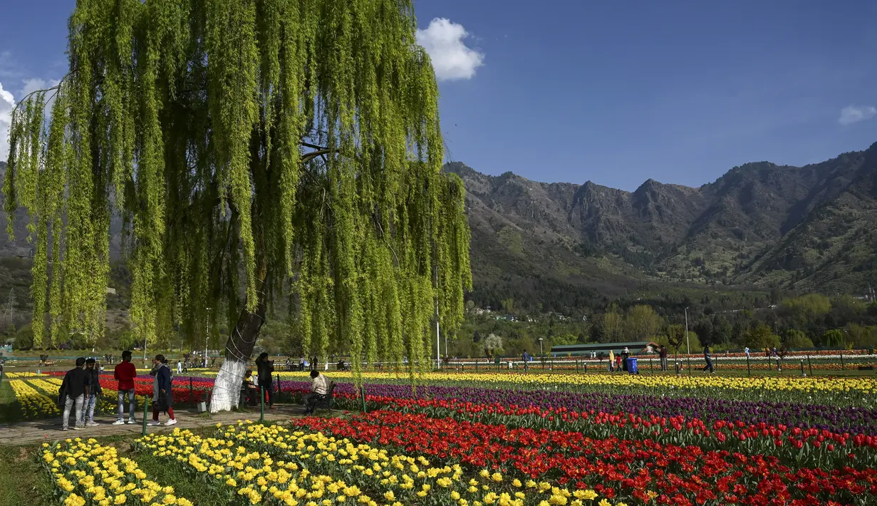 Taman tulip tersebut menjadi salah satu destinasi wisata utama di Srinagar yang berhasil menarik perhatian wisatawan dari seluruh dunia. (Photo by TAUSEEF MUSTAFA / AFP)