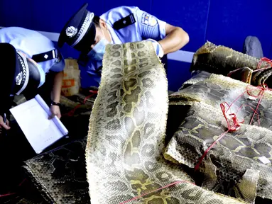Polisi  memeriksa kulit piton yang berhasil disita di Linyi, Provinsi Shandong, China, 17 Juli 2015. Petugas menangkap dua pria yang diduga komplotan perdagangan satwa liar ilegal dan menyita lebih dari 900 kulit ular piton. (REUTERS/Stringer CHINA OUT)