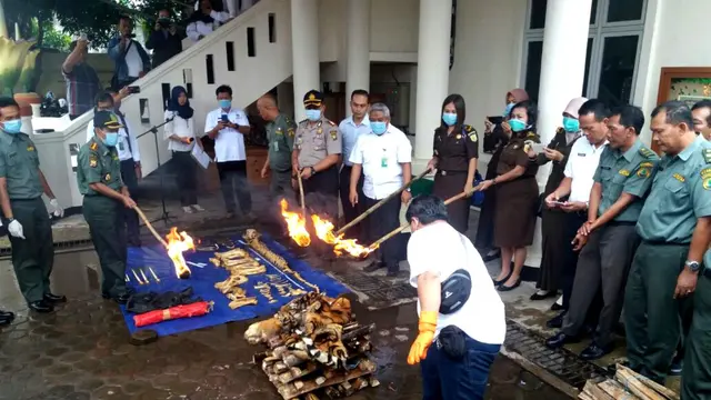 Jumlah Harimau Sumatra Semakin Kritis