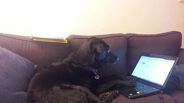 Anjing layaknya manusia (Sumber: Brightside)