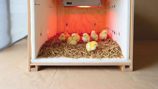 Desain Kandang Optimal untuk Anak Ayam Baru Menetas