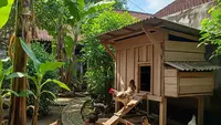 Alternatif Pakan Ternak Ayam yang Murah, Hemat Biaya Produksi