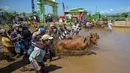 Orang-orang bersorak saat seorang peserta menaiki gerobak saat acara Karapan Sapi Brujul di Probolinggo, Jawa Timur pada Minggu 24 Mei 2026. (Juni KRISWANTO/AFP)