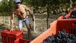 Pekerja mengumpulkan anggur saat panen Pinot Nero di Tenuta Castello di Neive Borgonovo, Italia barat laut (8/8). Pembuat anggur juga harus bersaing dengan salju musim semi dan badai es tahun ini. (AFP Photo/Marco Bertorello)