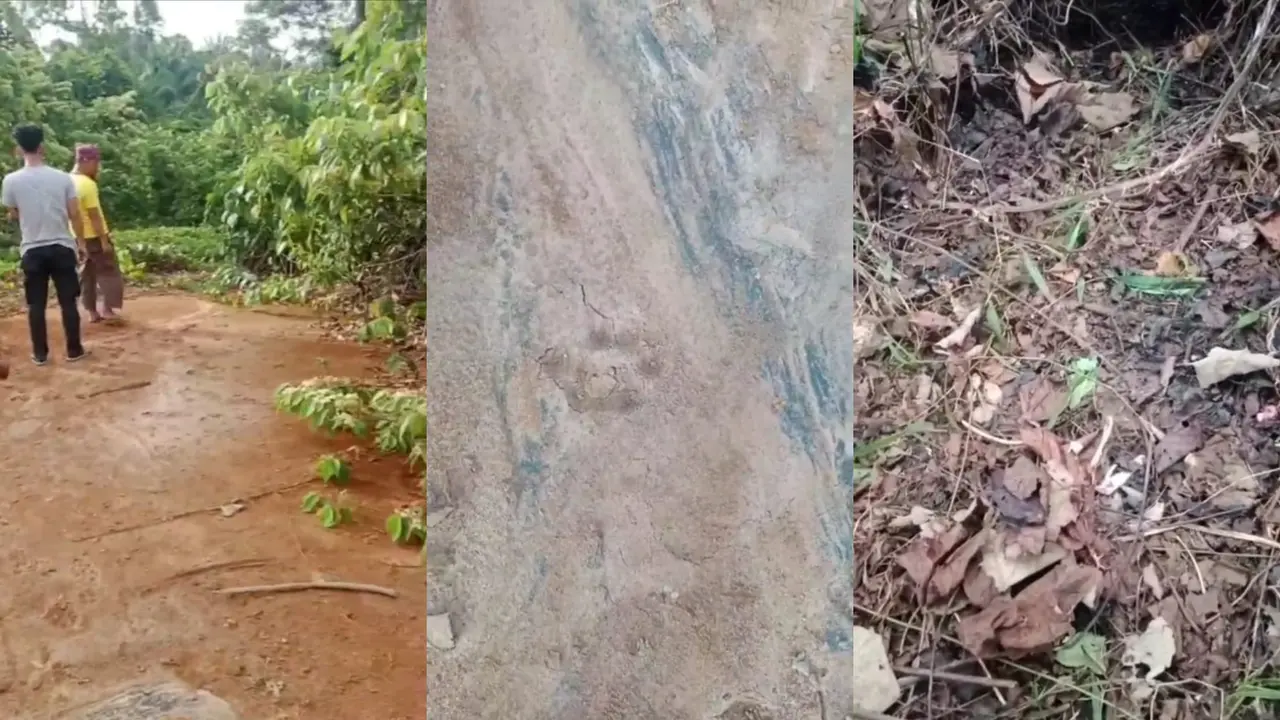 Tangkapan layar video warga merekam tapak kaki harimau dan tulang belulang anjing bekas dimangsa harimau di Pesisir Barat, Lampung. Foto : (Istimewa).