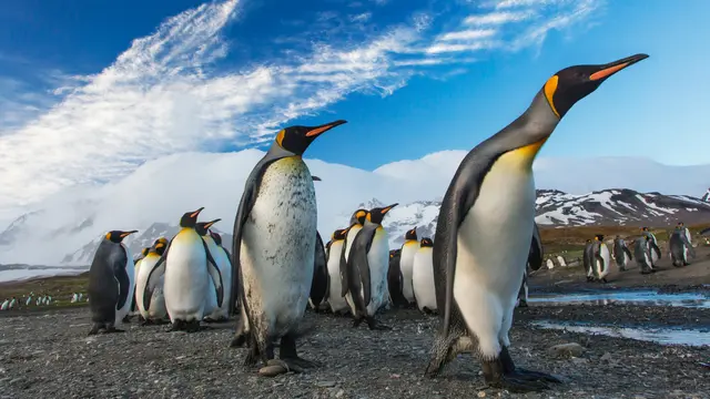 Emperior Penguin (unsplash.com/Ian Parker)