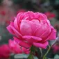 Ilustrasi bunga mawar. (Gambar oleh naturepost dari Pixabay)