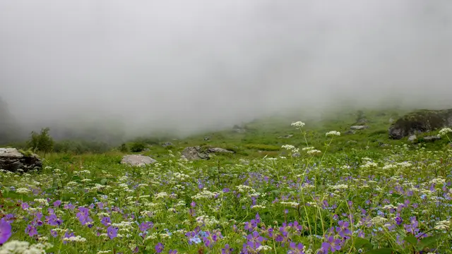 Valley of Flowers