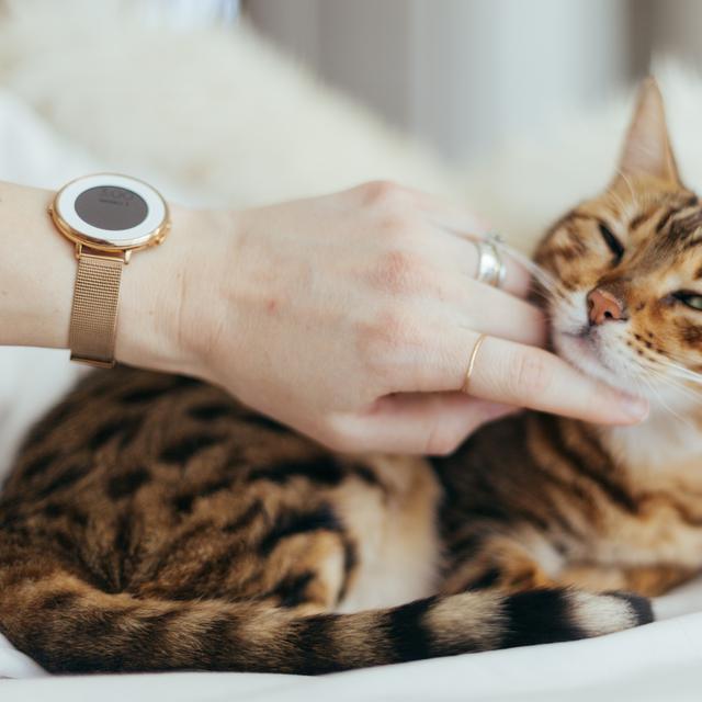 9 Arti Mimpi Kucing Menurut Islam Digigit Melihat Dikejar Dicakar